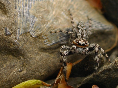 Spider on fossil
