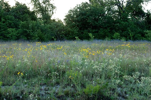 Wildflowers on Blackland Prairie