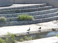 geese, Guadalupe River Park, San Jose, California, May 21, 2005