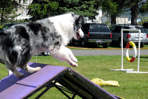PetFest Agility X by Terry Bain