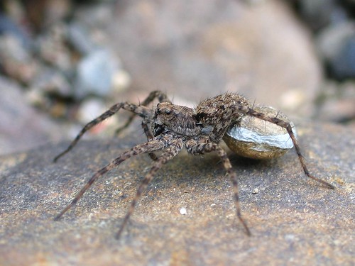 Female Wolf spider with egg sac