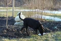Kindred, a black dog, patrolling her yard