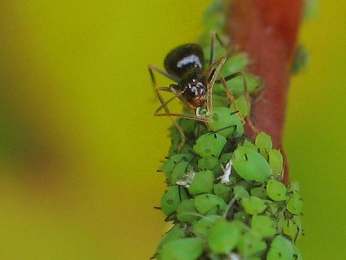 Ant drinking from a droplet of honedew