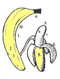GB_Banana