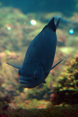 Blue Velvet Fish
