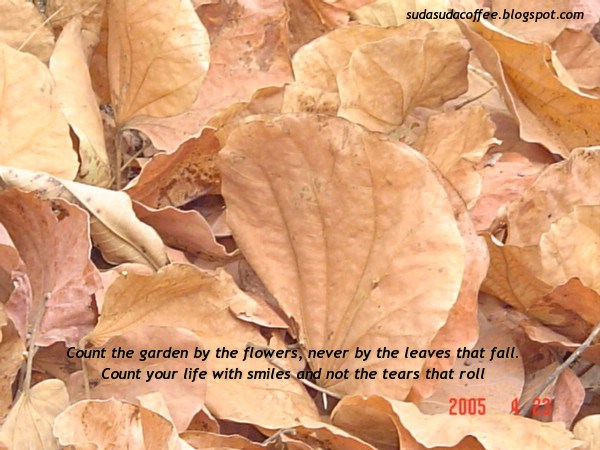 photograph and coffee quote on leaves and fall