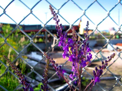 fenced flowers