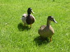 Ducks in Normandy