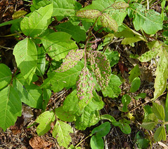 Poison ivy with blisters