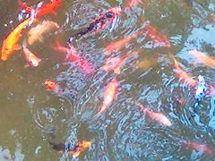 fishes1