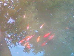 fishes3