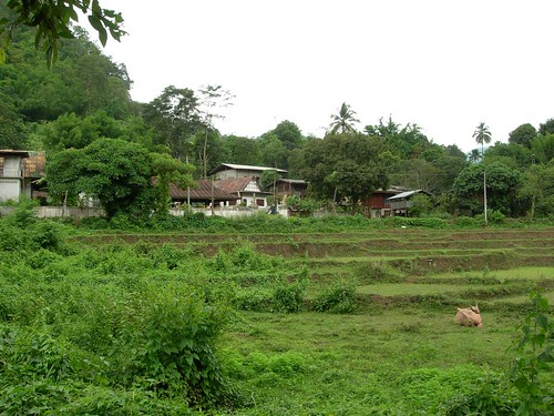 View from highway 1269 (with cow and wat)