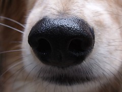 Oli's nose
