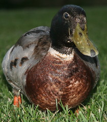 Quack Quack Waddle Waddle